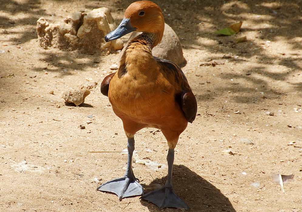 A brown fulvous whistling-duck